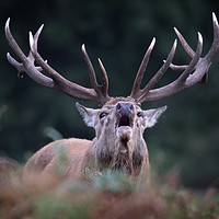 Buy canvas prints of Bellowing Red Stag by Ceri Jones