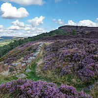 Buy canvas prints of Heather in Bloom by Ceri Jones