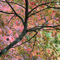 Buy canvas prints of Autumn Leaves by Ceri Jones