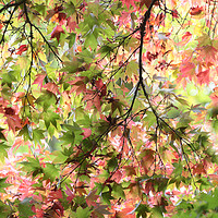 Buy canvas prints of Glorious Autumn  by Ceri Jones