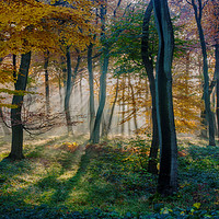 Buy canvas prints of Morning Autumn Woods by Ceri Jones