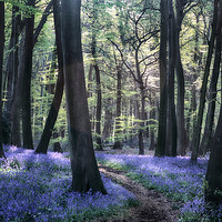 Buy canvas prints of Bluebell Woodland Path by Ceri Jones