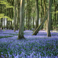 Buy canvas prints of Carpet of Blue by Ceri Jones