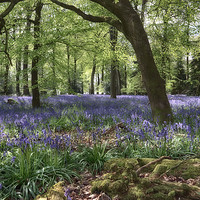 Buy canvas prints of Spring Woodlands by Ceri Jones