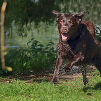 Buy canvas prints of Brown Labrador at Play by Ceri Jones