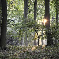 Buy canvas prints of Morning Woodland Light by Ceri Jones