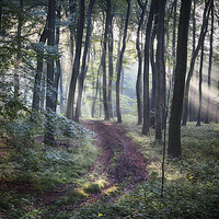 Buy canvas prints of Morning Forest Path by Ceri Jones