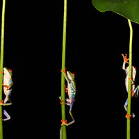 Buy canvas prints of Climbing Red Eyed Tree Frogs by Ceri Jones