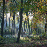 Buy canvas prints of Autumn Woodlands by Ceri Jones