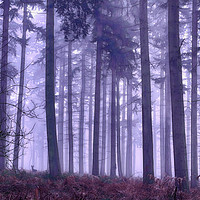 Buy canvas prints of Winter Foggy Pine Woodlands by Ceri Jones