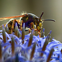 Buy canvas prints of Wasp on Flower by Ceri Jones
