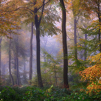 Buy canvas prints of Misty Autumn Woodlands by Ceri Jones