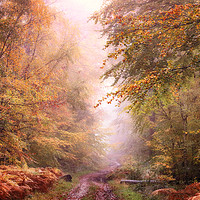 Buy canvas prints of Autumn Path by Ceri Jones