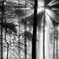 Buy canvas prints of Sunlight in the Forest by Ceri Jones