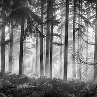 Buy canvas prints of Misty morning woodlands by Ceri Jones