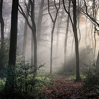 Buy canvas prints of Misty Woodlands by Ceri Jones