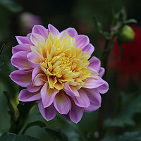 Buy canvas prints of Pink and Yellow Dhalia by Ceri Jones