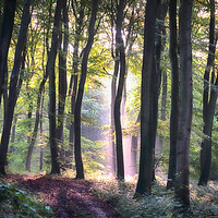 Buy canvas prints of Early Autumn Woodlands by Ceri Jones
