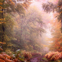 Buy canvas prints of Autumn Foggy Woods by Ceri Jones