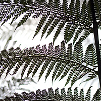 Buy canvas prints of Fern Abstract  by Ceri Jones