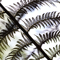 Buy canvas prints of Abstract Fern Leaves by Ceri Jones