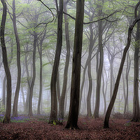 Buy canvas prints of Misty Spring Woodlands by Ceri Jones