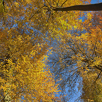 Buy canvas prints of Autumn Canopy by Ceri Jones