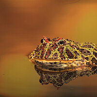 Buy canvas prints of Argentinian Ornate Horney Frog by Ceri Jones