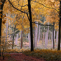 Buy canvas prints of Autumn Forest by Ceri Jones