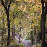 Buy canvas prints of Autumn Bridleway by Ceri Jones