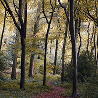 Buy canvas prints of Early Autumn Woods by Ceri Jones