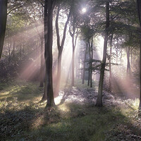 Buy canvas prints of Misty Morning Woodlands by Ceri Jones