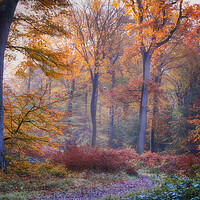 Buy canvas prints of Autumn Beech Woodlands  by Ceri Jones