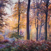 Buy canvas prints of Autumn Morning Light by Ceri Jones