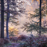 Buy canvas prints of Misty autumn woodlands by Ceri Jones