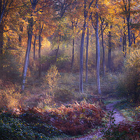 Buy canvas prints of Autumn Woodland Path by Ceri Jones