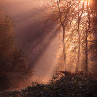 Buy canvas prints of Foggy Morning Woods by Ceri Jones