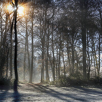 Buy canvas prints of Winter Trees by Ceri Jones
