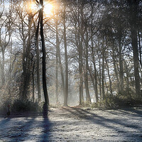 Buy canvas prints of Frosty Morning Woodlands  by Ceri Jones