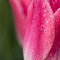 Buy canvas prints of Tears of a Tulip by Anthony Plancherel