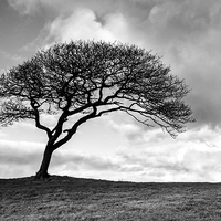 Buy canvas prints of Black and white tree by Katie Mitchell