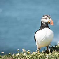 Buy canvas prints of A puffin on Skomer Island by Katie Mitchell