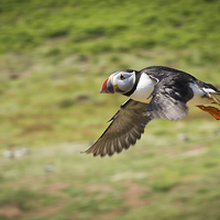 Buy canvas prints of A flying puffin in Pembrokeshire by Katie Mitchell