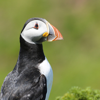 Buy canvas prints of Puffin on Skomer Island by Katie Mitchell
