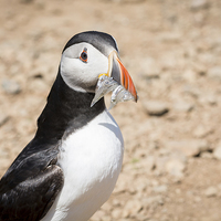 Buy canvas prints of  Puffin with sand eels by Katie Mitchell