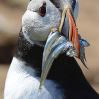 Buy canvas prints of A Skomer Island Puffin by Katie Mitchell