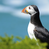 Buy canvas prints of Puffin gazing out to sea by Katie Mitchell