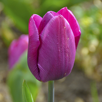 Buy canvas prints of Tulips by mark lindsay