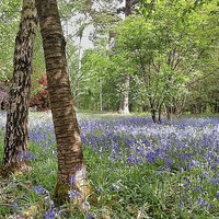 Buy canvas prints of bluebell woods by mark lindsay