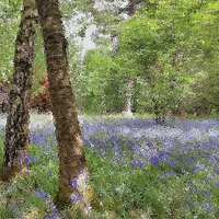 Buy canvas prints of bluebell woods painting by mark lindsay